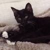 fancykitty2011
